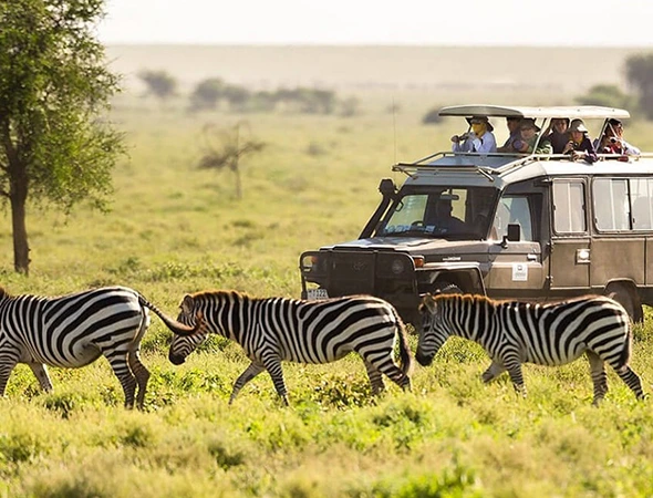 Wildlife Travel